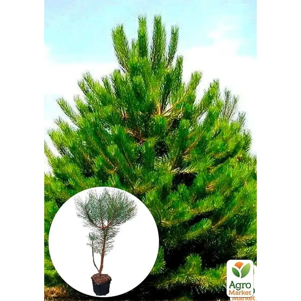 Саджанець Agro-Market Сосна звичайна 4-річна (Pinus sylvestris) С3, висота 50-70см (115782) - фото 2