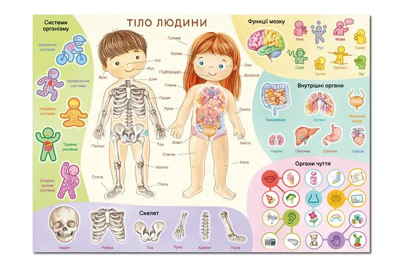 Навчальний постер з наклейками Тіло людини Dodo 300901 Різнокольоровий shop (4823115913456) - фото 2