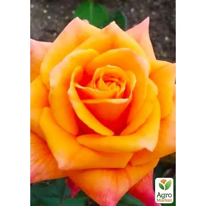 Саджанець Agro-Market Троянда чайно-гібридна Miracle (клас АА +) вищий сорт (38386) 1 шт. - фото 2
