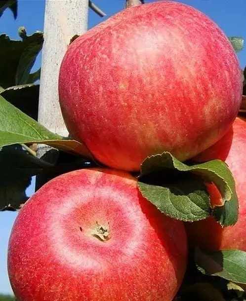 Саженец Agro-Market Яблоня Бени Шогун (зимний сорт, поздний срок созревания) (25745) 1 шт. в упаковке - фото 3
