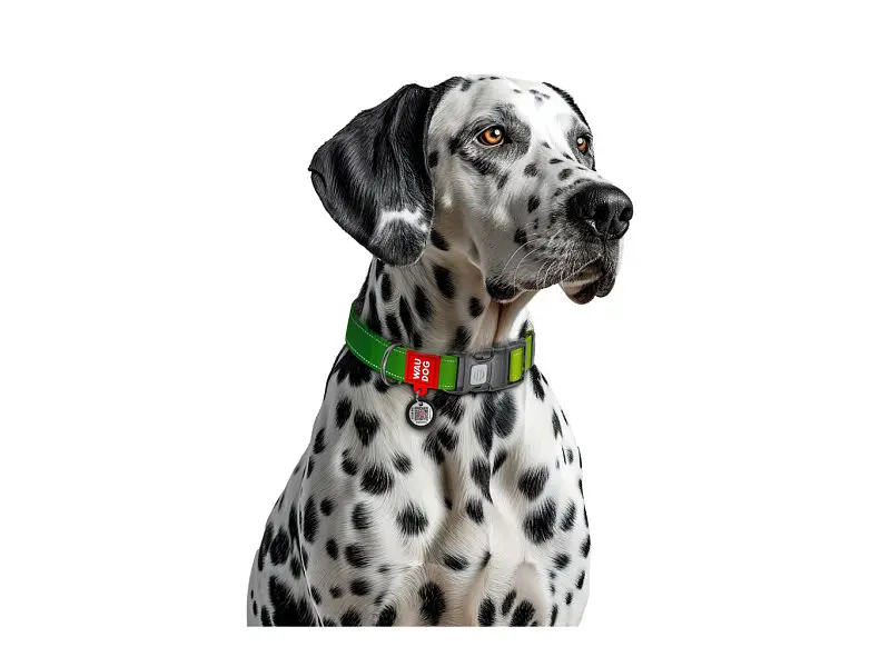 Ошейник для животных WAUDOG Nylon Mono с QR паспортом, пластиковый фастекс M салатовый (52105) - фото 4