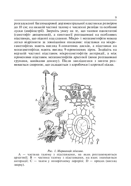 Лабораторні заняття з систематики рослин - фото 11