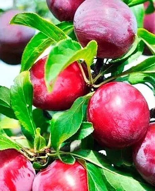 Саджанець Agro-Market Слива Оцарк Прем'єр (літній сорт, середньостиглий термін дозрівання) (25929) 1 шт. в упаковці - фото 2