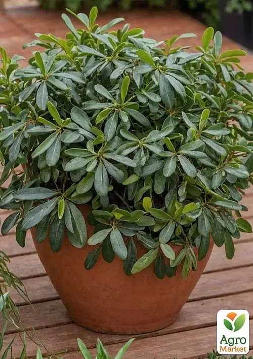 Лавр Австралийский "Pittosporum Tobira" (вечнозеленый высокие декоративные качества) (183870) 1 саженец - фото 3