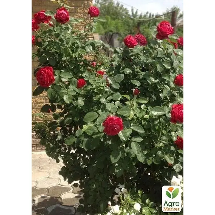 Троянда флорибунда Agro-Market 4 вітрів Rose des 4 Vents саджанець класу АА+ вищий сорт 1 шт. в упаковці (181487) - фото 2