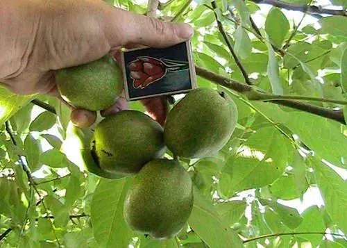 Саженец Agro-Market грецкий орех Идеал (ранний срок созревания) 1 шт. в упаковке (26232) - фото 7
