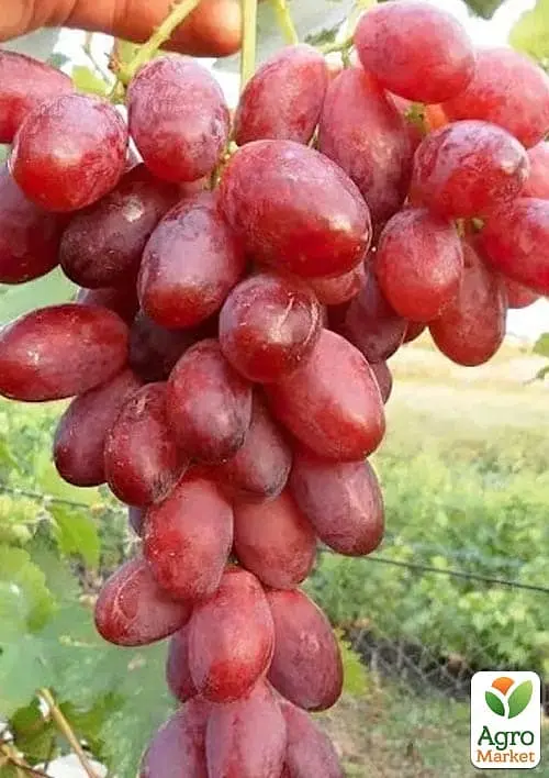 Саджанець Agro-Market Виноград кишмиш Подяка Полякам (ранньостигла, солодка, соковита ягода) 1 шт. в пакуванні (182246) - фото 2