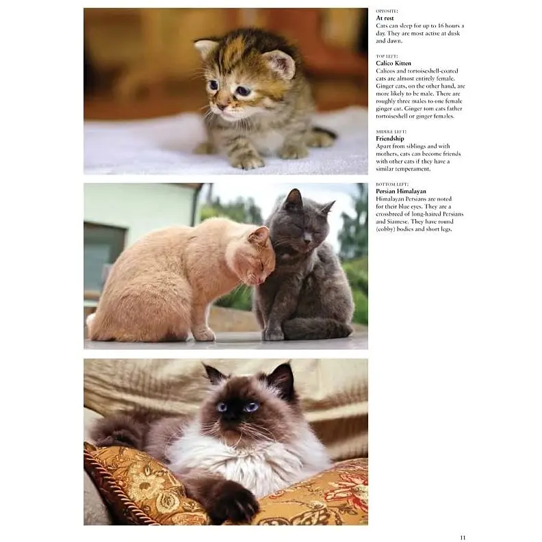 Cats: A Celebration of Our Feline Friends - Фотопулос Джулианна - фото 2