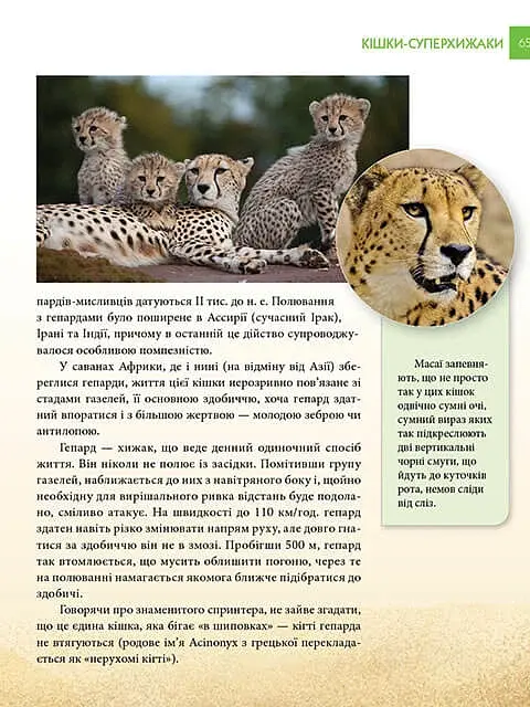Енциклопедія для допитливих А5 : Хижаки (Українська, 01 КРЕЙДОВАНИЙ ) - фото 9