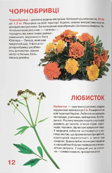 Велика книжка. Рослинний світ України - Олег Зав'язкин - фото 5
