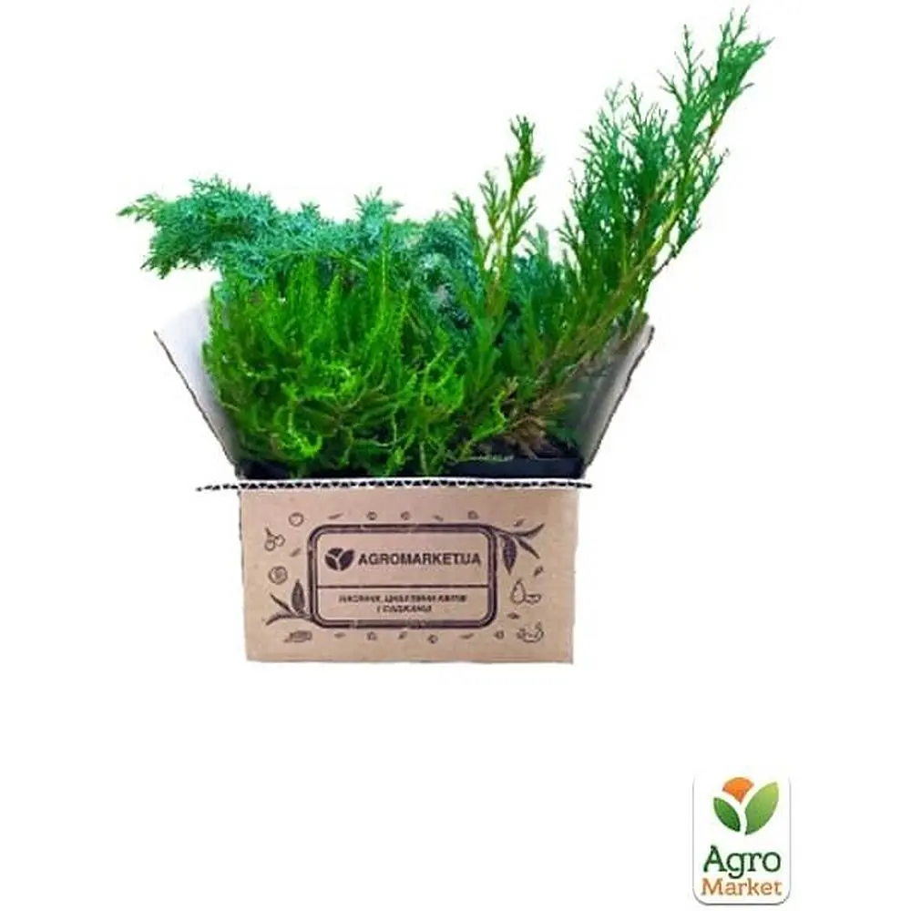 Саженец Agro-Market Можжевельник ярко-голубой Океан созвездий (Ocean constellations) (премиальный, неприхотливый, вечнозеленый сорт) (61720) - фото 3