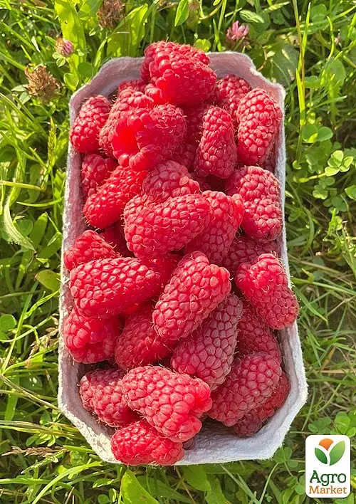 Саджанець Agro-Market Малина Полонез (ремонтантний високоврожайний та зимостійкий сорт) 2 шт. в пакуванні (177282) - фото 2