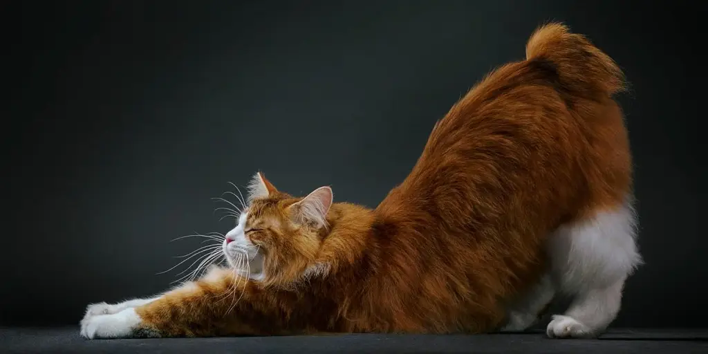 Feline - фото 5