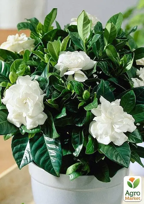Саженец Agro-Market Гардения жасминовидная Fortune (Gardenia jasminoides) (52633) - фото 4
