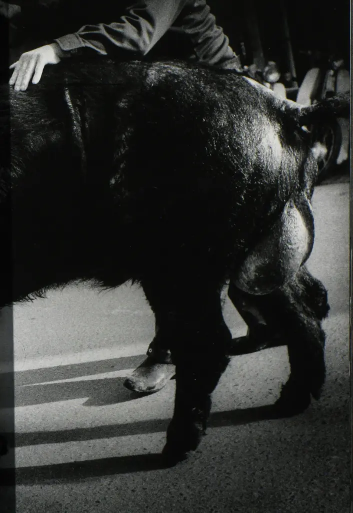 Daido Moriyama. The World through My Eyes - фото 4