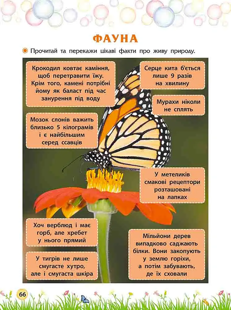 Секрети знань. Зустрічай 4 клас - Олена Шаповал - фото 4