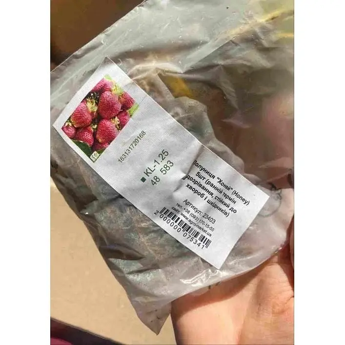 Саджанець Agro-Market Полуниця Хоней (Honey) 5шт (ранній термін дозрівання, стійкий до хвороб і шкідників) (23403) - фото 8