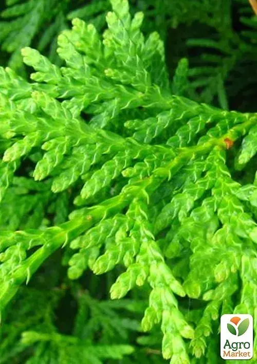 Саджанець Agro-Market Туя швидкозростаюча Brabant (висота 100-130 см) 1 шт. в упаковці (175186) - фото 3