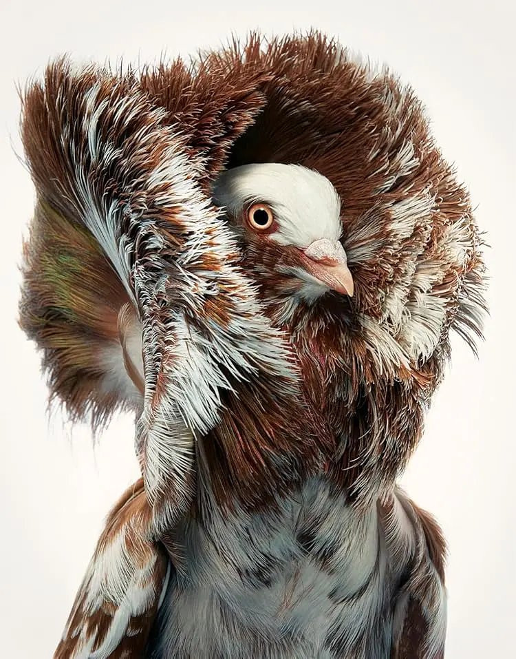 Birds. Photographs - Тім Флеч - фото 10