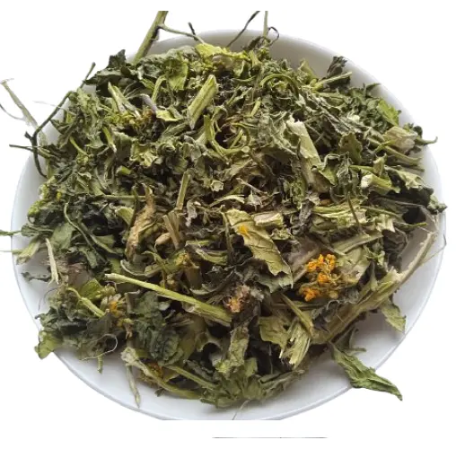 Свіріпа Трава Суріпиця Суріпка Свиріпа Barbarea vulgaris - фото 2