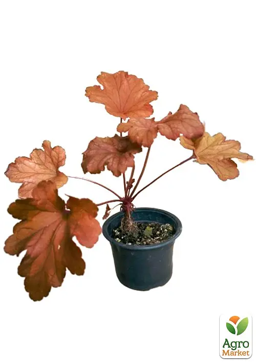 Саджанець Agro-Market Гейхера (Heuchera) Georgia Peach С1 (висота 15-30см) (154091) - фото 2