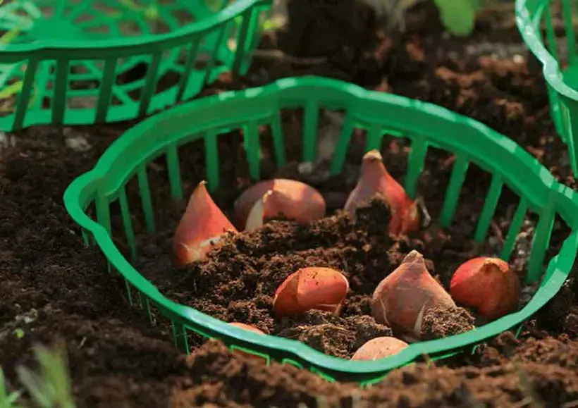 Кошик для цибулин Form-Plastic Круглий-18 1.5 л зелений (0559-017) - фото 3