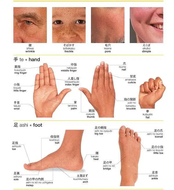 Japanese-English Bilingual Visual Dictionary - фото 6
