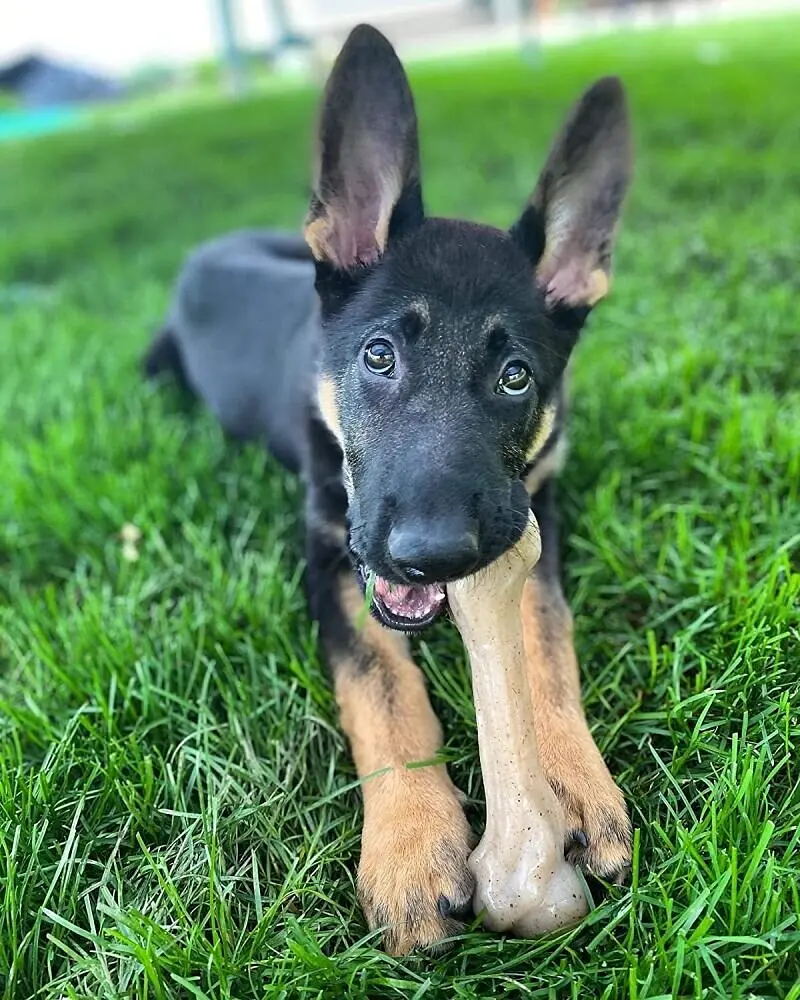 Жувальна кістка для собак Pet Qwerks Zombie Bacon BarkBone з ароматом бекону - фото 6