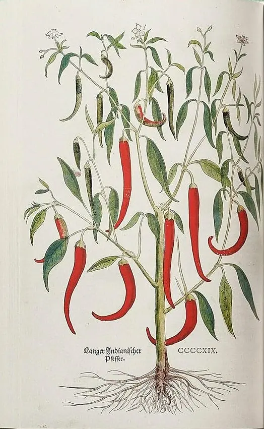 Leonhart Fuchs. The New Herbal - Вернер Дрессендорфер - фото 8