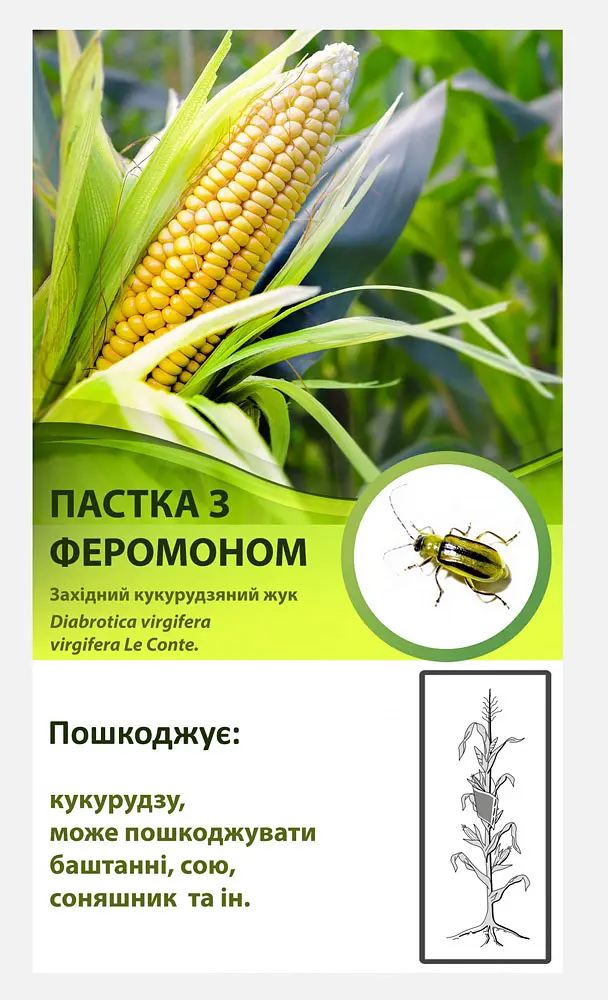 Феромонна пастка від західного кукурудзяного жука