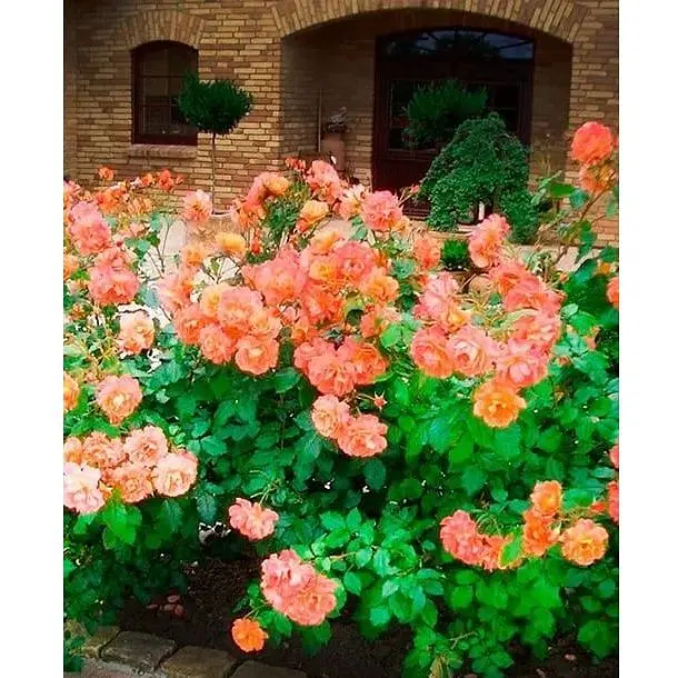 Саджанець Agro-Market Троянда плетиста Aloha (клас АА +) вищий сорт (17401) 1 шт. - фото 1
