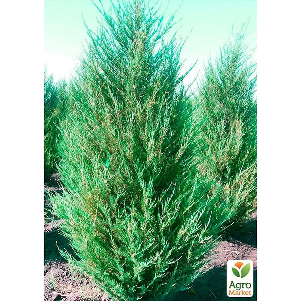 Саджанець Agro-Market Ялівець скельний Skyrocket (контейнер Р9, висота 25-30 см) (24973) - фото 5