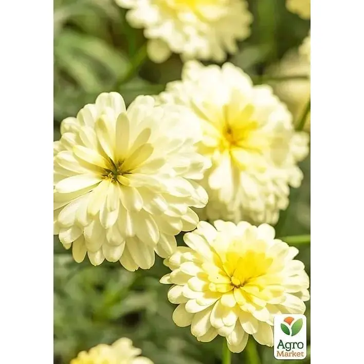 Саженец Agro-Market Аргирантемум Double Vanilla (контейнер №10 высота 15 см) (177097) 1 шт. в упаковке - фото 2