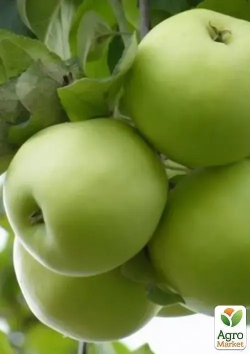 Саджанець Agro-Market Яблуня Мутсу (зимовий сорт, пізній термін дозрівання) 1 шт. в упаковці (25747) - фото 3