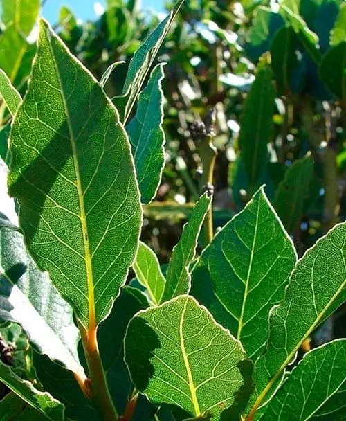 Саженец Agro-Market Лавр вечнозеленый Laurus Nobilis (20-30 см) (178907) 1 шт. в упаковке (комнатный) - фото 2