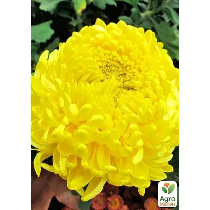 Саджанець Agro-Market Хризантема великоквіткова Jokapi Jaune (176489) 1 шт. в упаковці - фото 2
