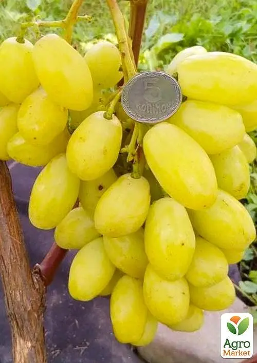 Саженец Agro-Market Виноград Бананас (крупноягодный мускат с цитронными нотками, очень ранний) 1 шт. в упаковке (61638) - фото 2