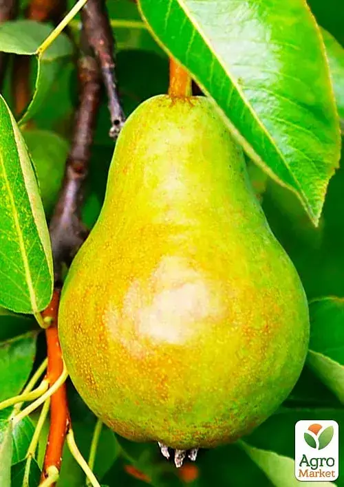 Саженец Agro-Market Груша Катюша (зимний сорт, поздний срок созревания) 1 шт. в упаковке (179968) - фото 2