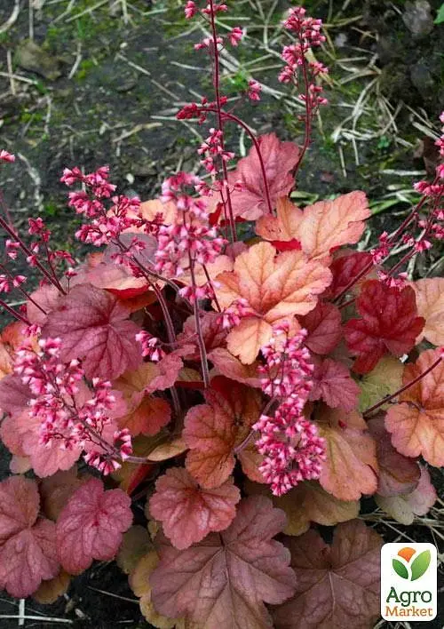 Саджанець Agro-Market Гейхера (Heuchera) Apricot (49877) - фото 3