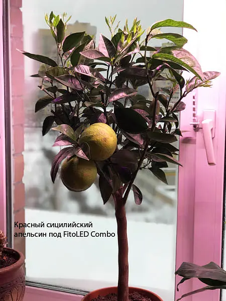 Светодиодный фитосветильник FitoLED 25 Combo (полный спектр) - фото 5