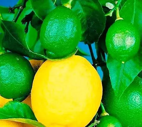 Саджанець Agro-Market Лимон Мейєра (24025) 1 шт. в упаковці - фото 2