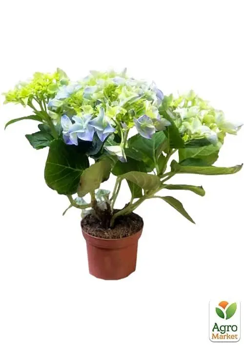 Саженец Agro-Market LMTD Гортензия крупнолистая цветущая 2-х летняя Early Blue (20-30см) (62357) - фото 2
