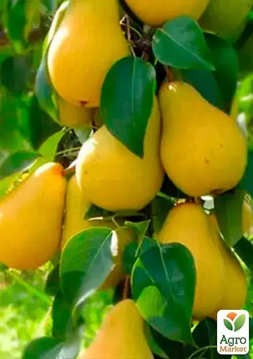 Саджанець Agro-Market Груша колоновидна Ізабелла (середній термін дозрівання, високі смакові якості) 1 шт. в упаковці (71719) - фото 2