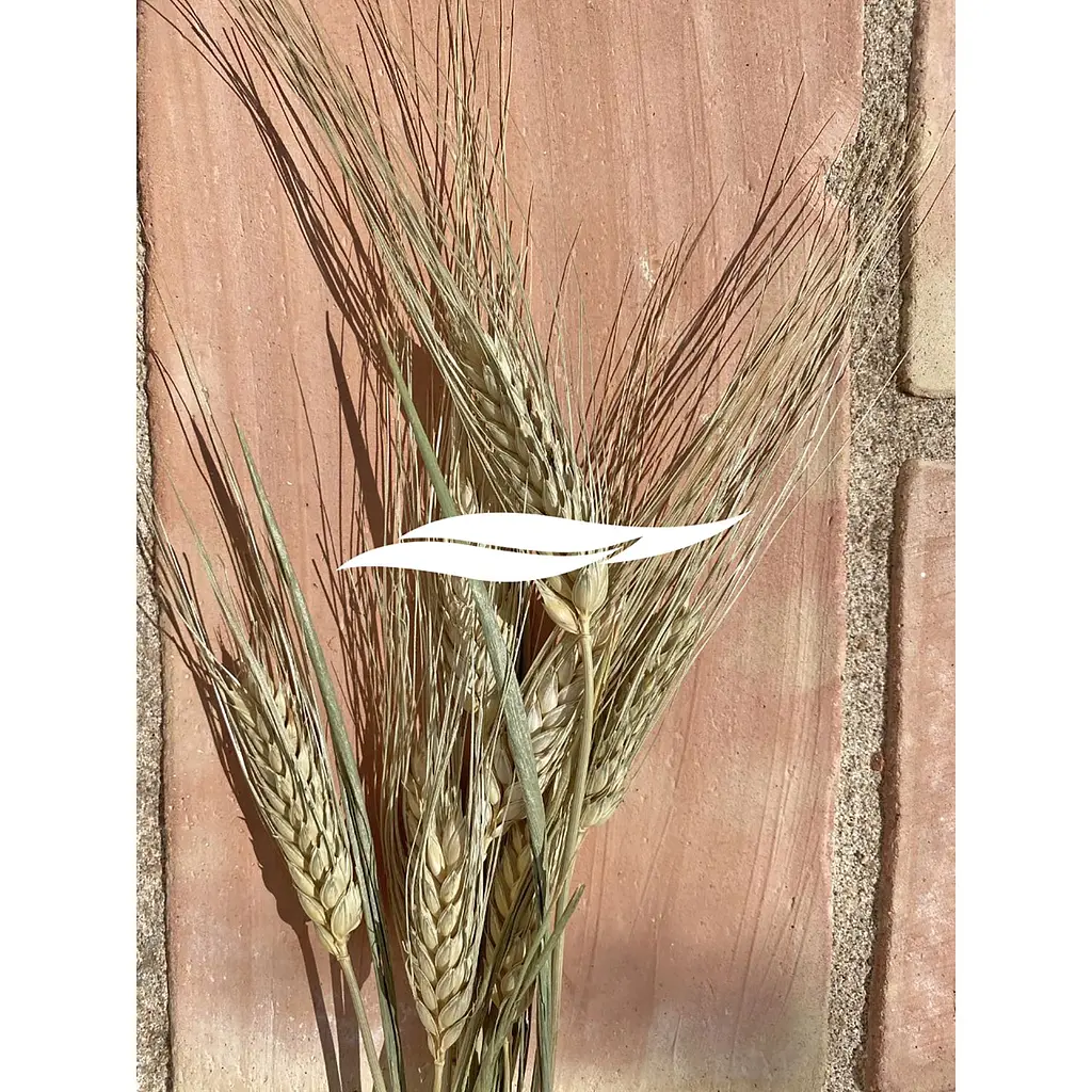 Молочко для тіла Byphasse Skin-Tone Unifier Milk Wheat Extract з екстрактом пшениці 500 мл - фото 5