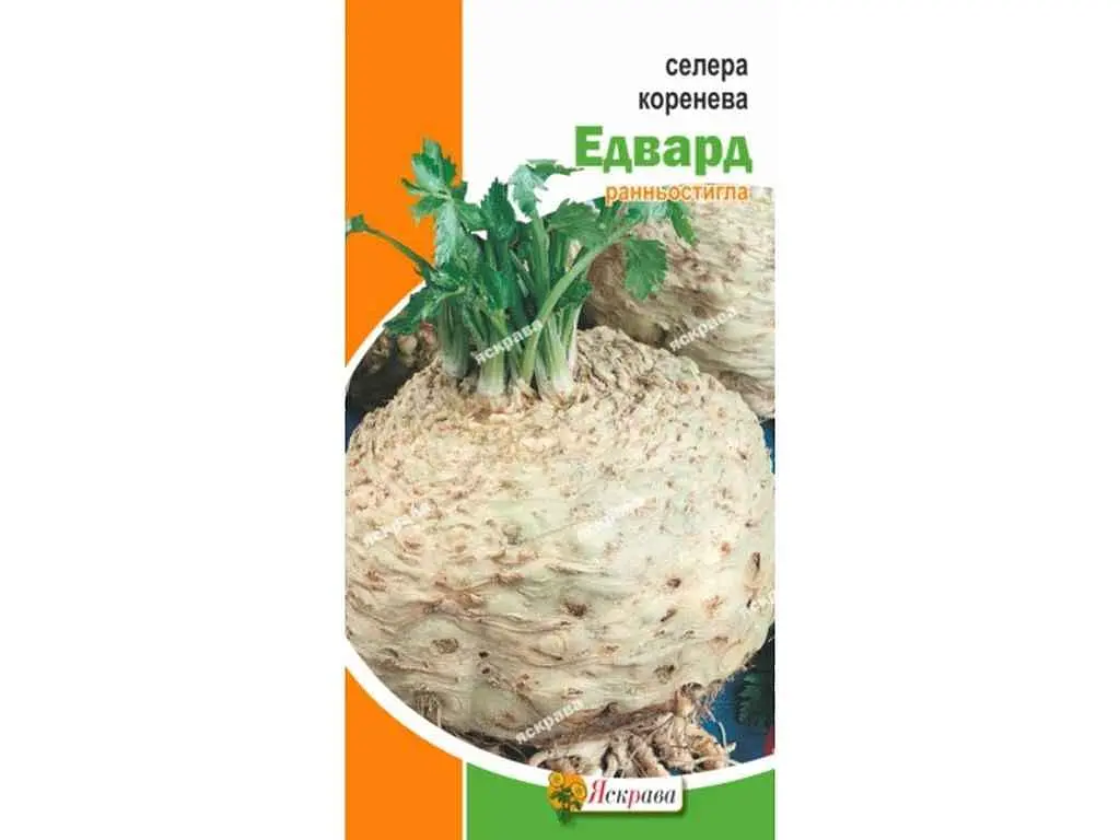 Селера ЯСКРАВА коренева Едвард (20 пачок) 0,2г