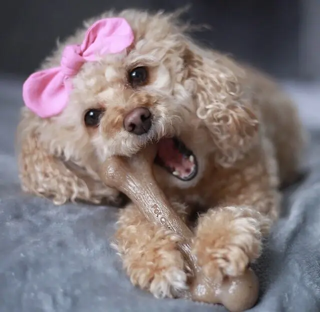 Жувальна кістка для собак Pet Qwerks Zombie BarkBone Natural Instincts Real Bacon с ароматом бекону - фото 3