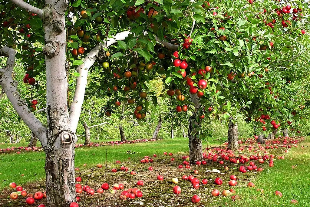 Фунгицид Protect Garden Магникур Сенсейшен 3.5 мл - фото 3