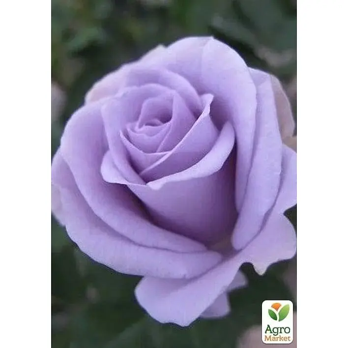 Троянда флорибунда Agro-Market Turn Blue саджанець класу АА+ вищий сорт 1 шт. в упаковці (181185) - фото 3