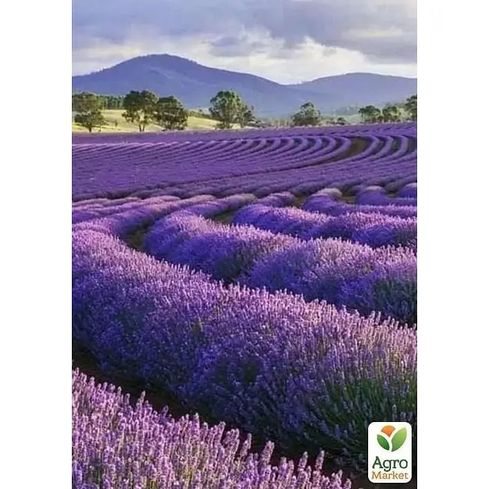 Саджанець Agro-Market Лаванда англійська вузьколиста Дварф Блю (Dwarf Blue) 1шт в упаковці (50817) 1 шт. в упаковці - фото 2