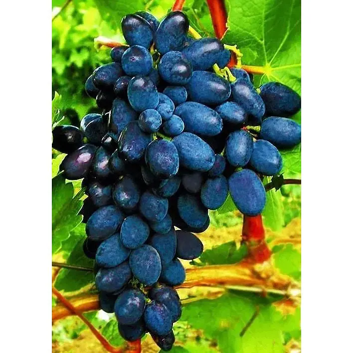 Саджанець Agro-Market Виноград Кодрянка (ранній термін дозрівання) 1 шт. в упаковці (17690) - фото 4